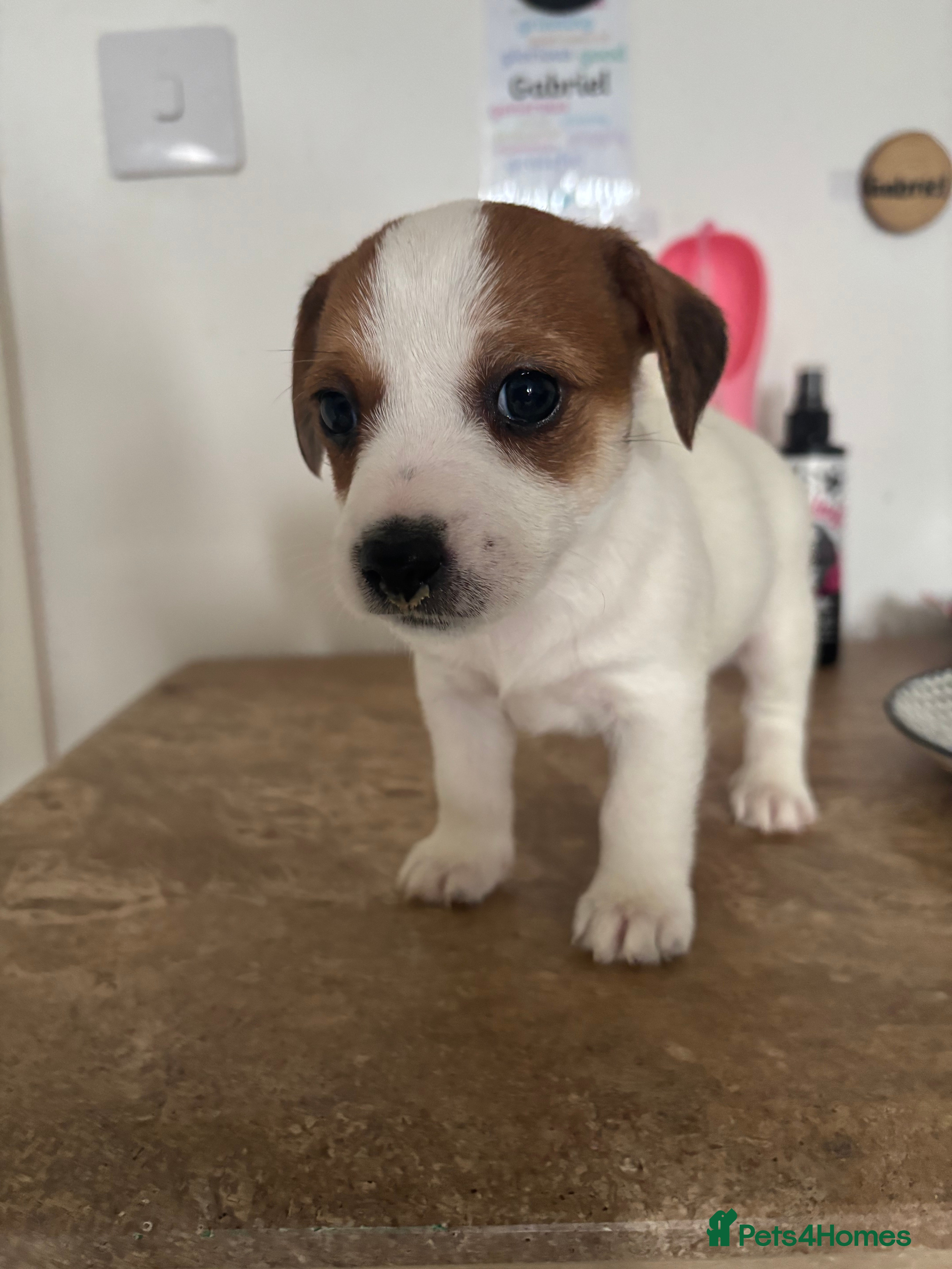 Jack Russell dogs Pupies 🥰🥰 - Advert 1