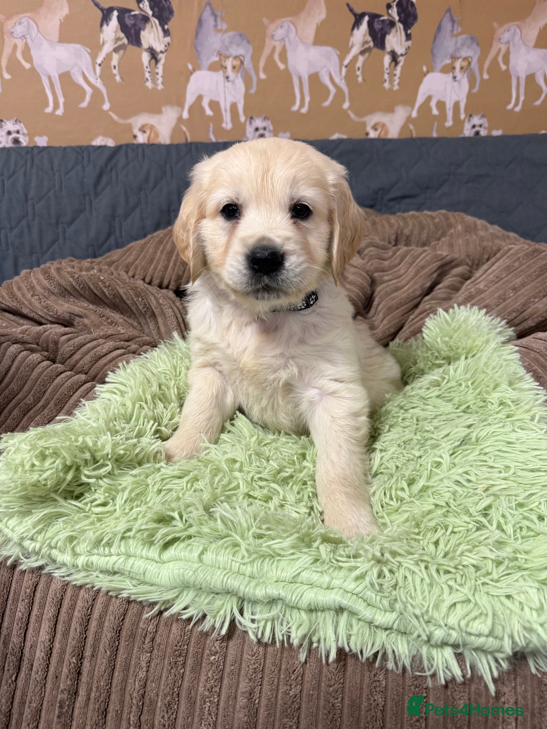 Golden Retriever dogs for sale: Kc registered DNA clear Golden Retriever Puppies - Advert 15