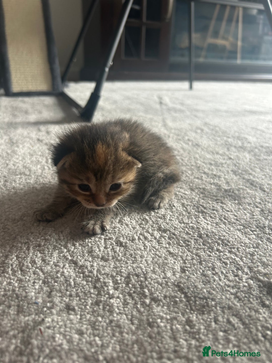 British Shorthair cats for sale: 3 Adorable kittens  - Image 4