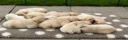 Labrador Retriever dogs for sale: Show bred Labrador puppies (parents health tested) - Advert 1