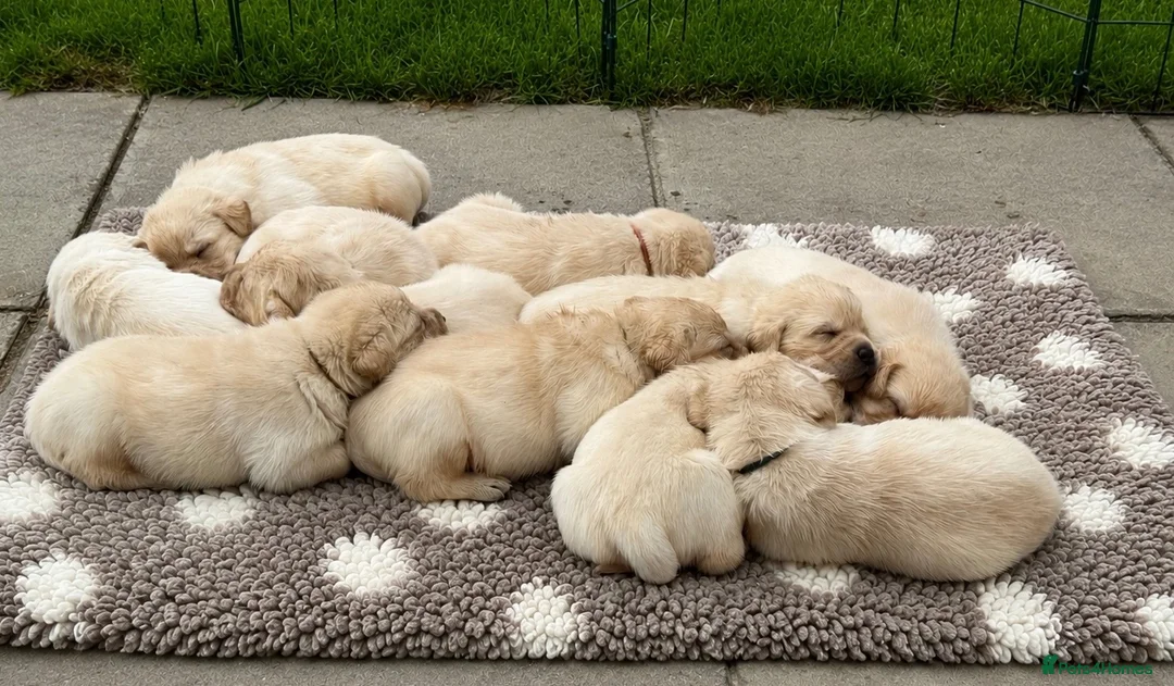 Labrador Retriever dogs for sale: Show bred Labrador puppies (parents health tested) - Advert 1