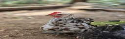 Chickens poultry for sale: Millefleur Pekin Cockerels  in Okehampton - Advert 4