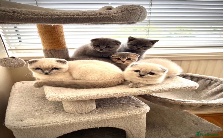 Scottish Fold cats - Advert 7