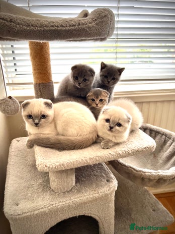 Scottish Fold cats - Advert 6