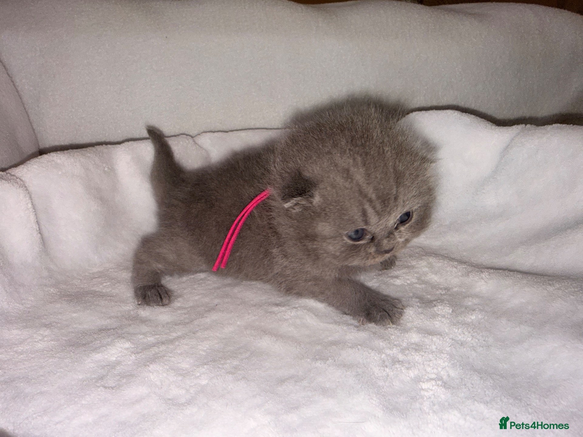 British Shorthair cats for sale: Imperial Grand Champion sired British Shorthairs  - Advert 1