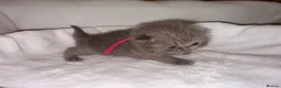 British Shorthair cats for sale: Imperial Grand Champion sired British Shorthairs  in Manchester - Advert 10