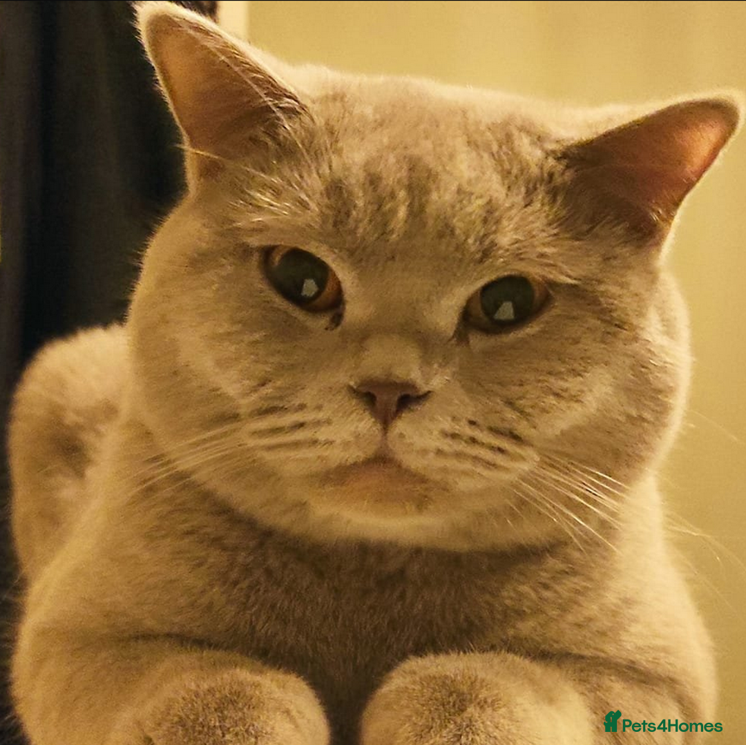 British Shorthair cats for sale: Pure Bred British Shorthairs - Advert 4