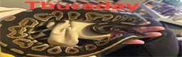 Snake reptiles for sale: Royal pythons, corns & Mexican king black snakes  - Advert 3