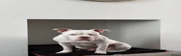 American Bully dogs for sale: American pocket bully (Dodger) - Advert 3