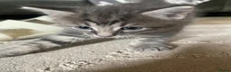 Mixed Breed cats for sale: 🐾 5 Gorgeous, Playful Kittens 🐾 - Advert 12
