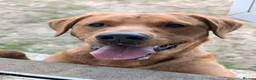 Labrador Retriever dogs for sale: KC registered 3year old fox red labrador in Deal - Advert 3