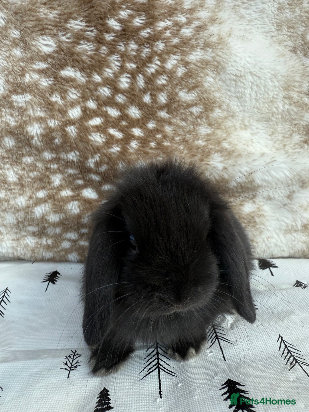 Mini Lop rabbits for sale: Pure mini lops  - Image 3