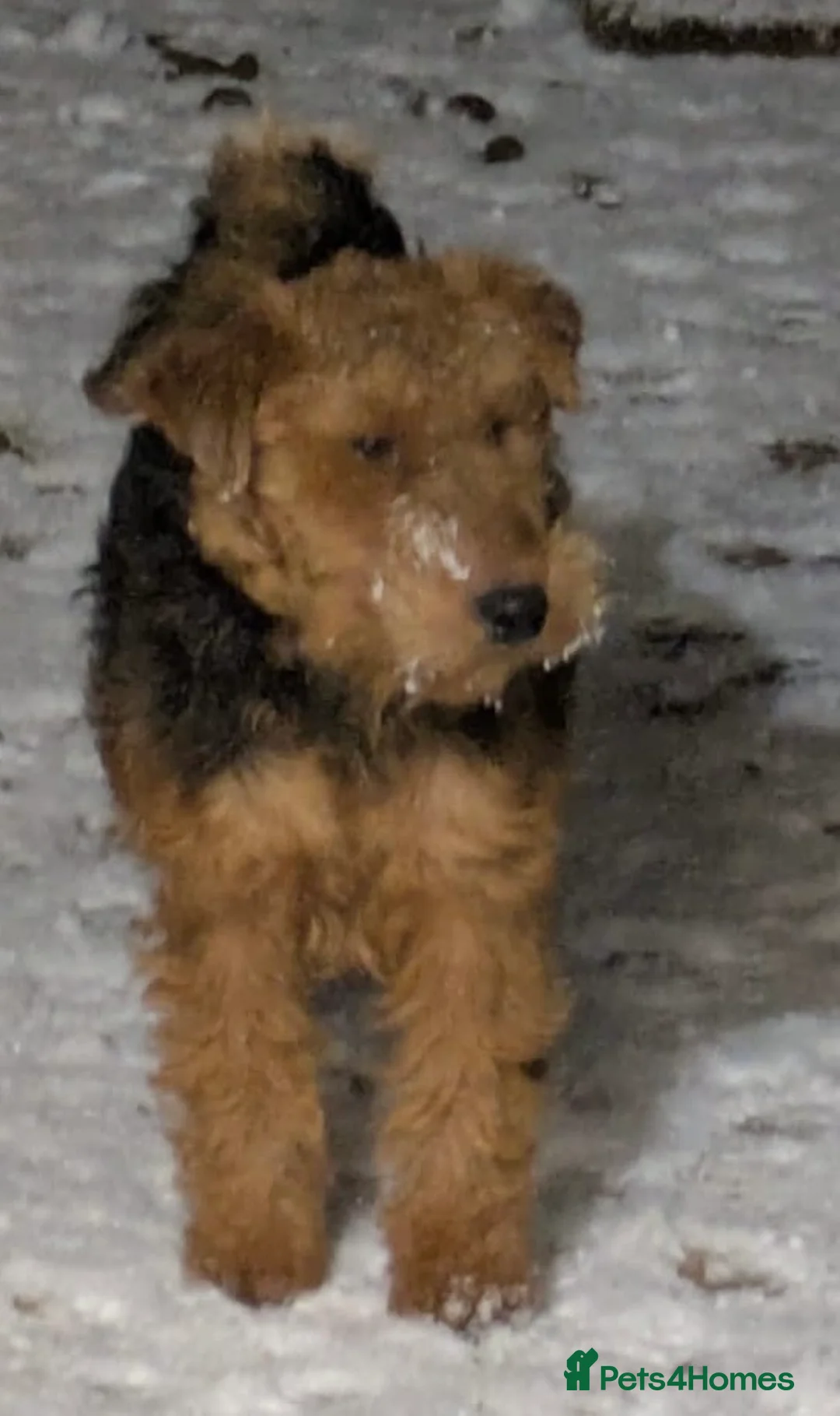Welsh Terrier dogs for stud: Welsh terrier proven available for stud - Advert 1
