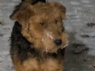 Welsh Terrier dogs Welsh terrier proven available for stud - Advert 1