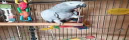 Parrots birds for sale: Beautiful African grey parrot  in Nottingham - Advert 2