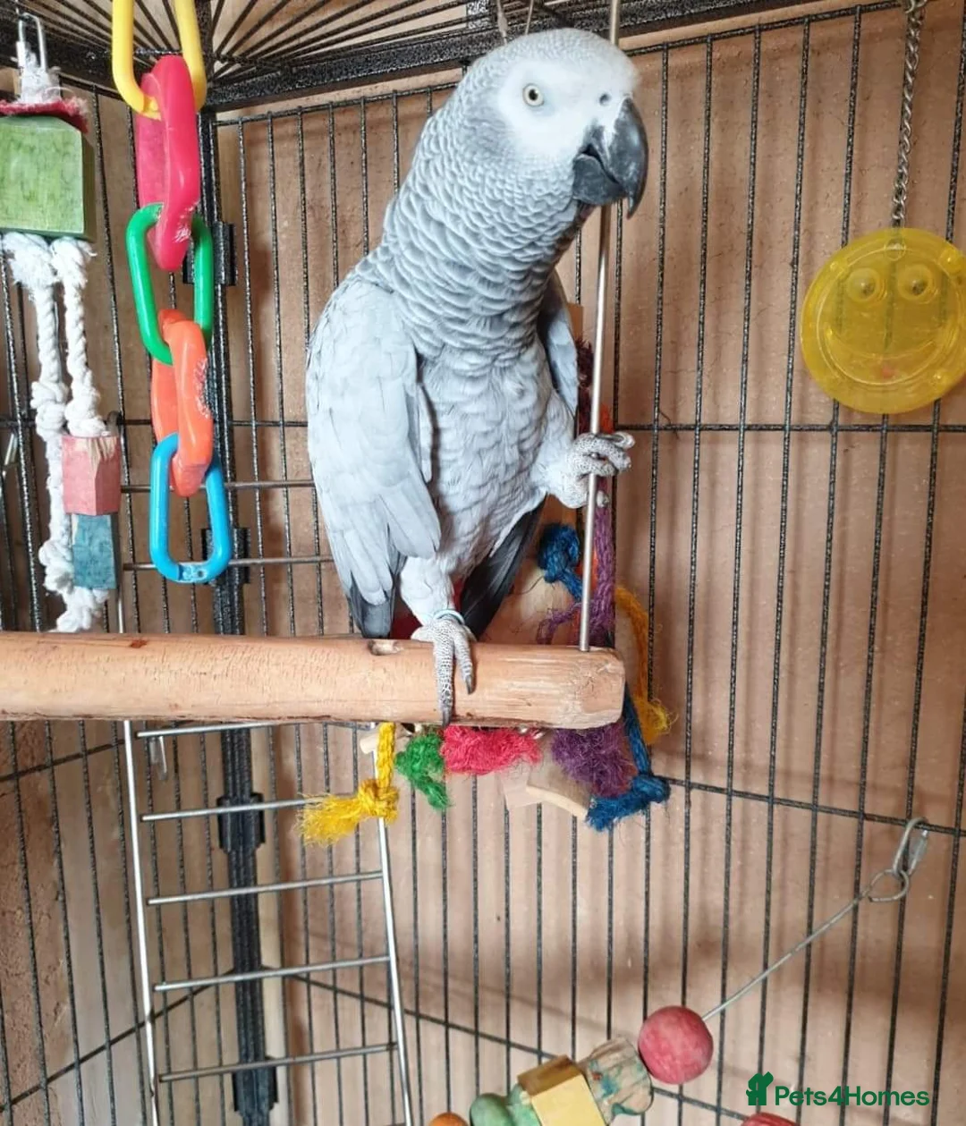 Parrots birds for sale: Beautiful African grey parrot  in Nottingham - Advert 2