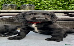 Mixed Breed dogs for sale: Gorgeous litter of 8 x F1 Sprocker Spaniels - Image 5