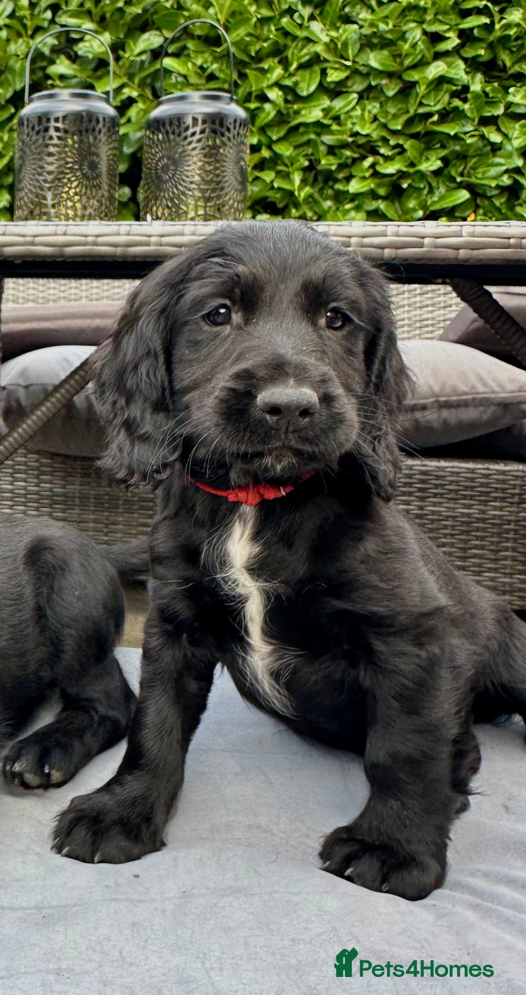 Mixed Breed dogs for sale: Gorgeous litter of 8 x F1 Sprocker Spaniels - Image 5