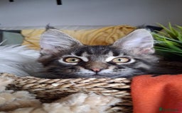 Maine Coon cats for sale: MAINE COON XL purebred registered active - Image 2