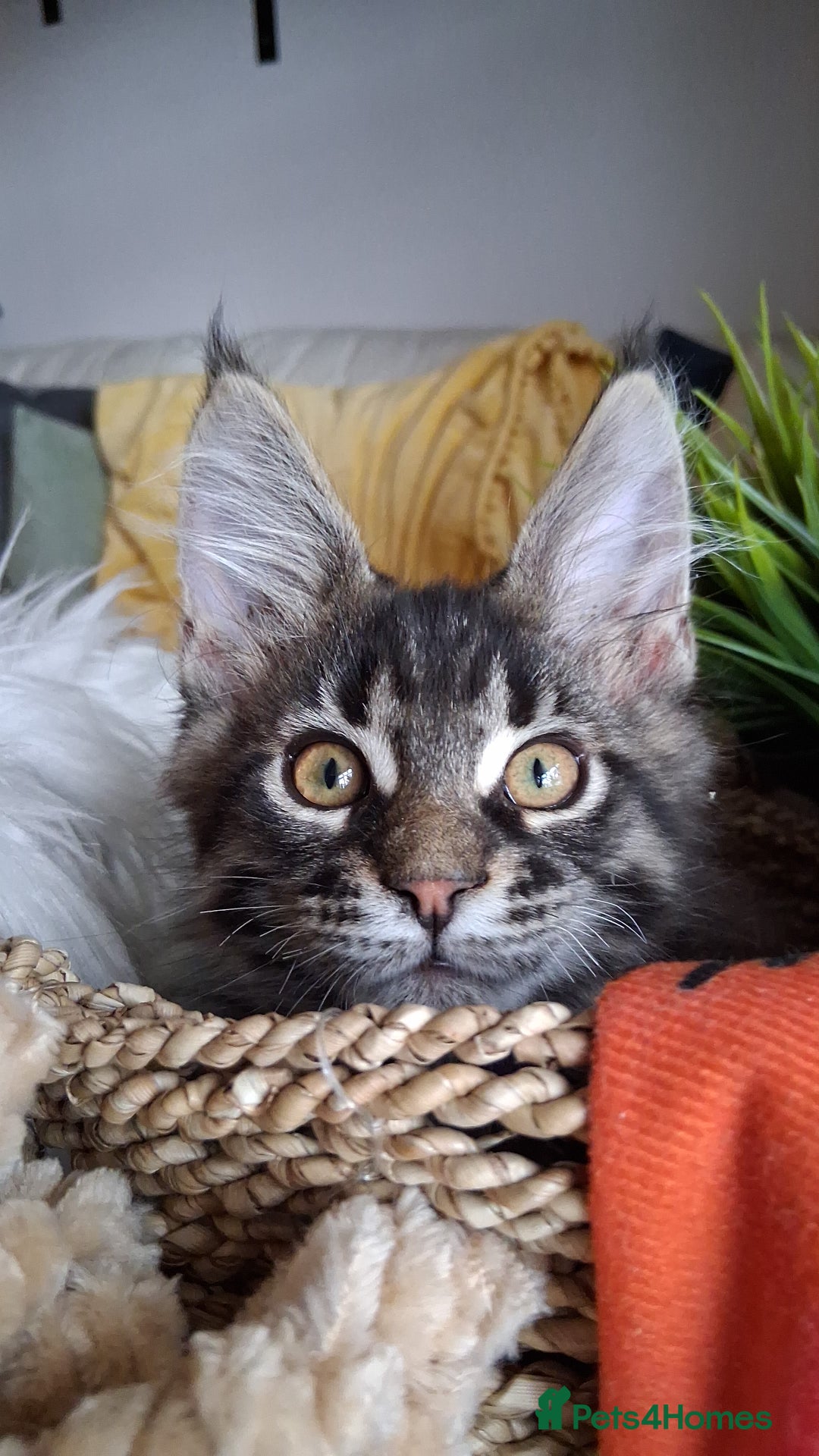 Maine Coon cats for sale: MAINE COON XL purebred registered active - Image 2
