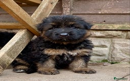 German Shepherd dogs for sale: German Shepard Long haired puppies - Image 6