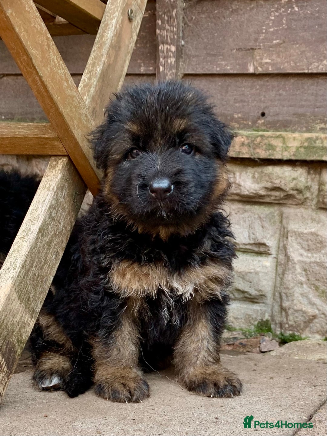 German Shepherd dogs for sale: German Shepard Long haired puppies - Image 6