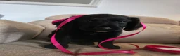Mixed Breed dogs for sale: Australian Labradoodle Puppies - Advert 11