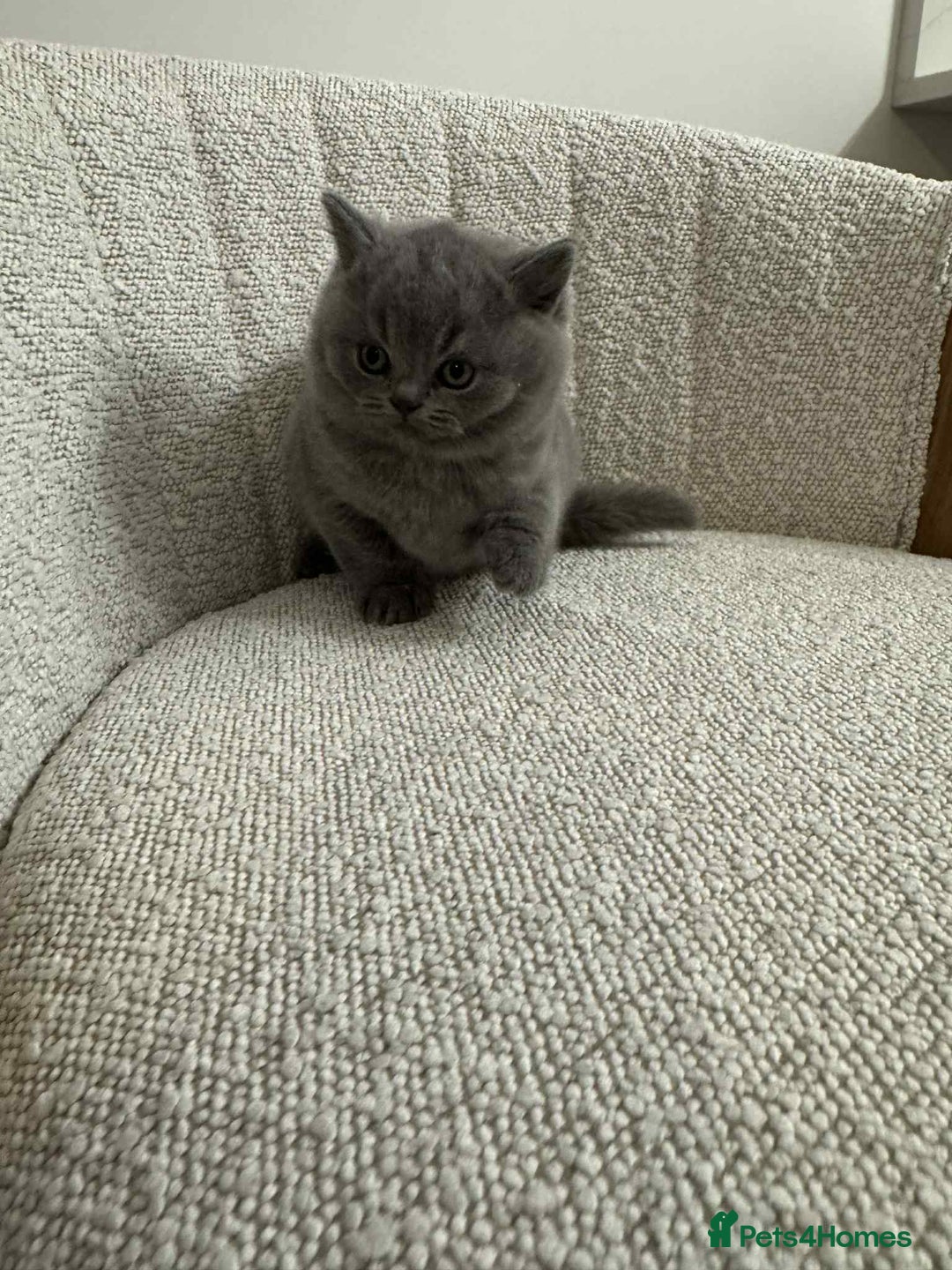 British Shorthair cats for sale: 🐾💙 Meet our little gentleman! 💙🐾 - Advert 5