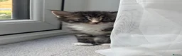Mixed Breed cats for sale: Beautiful Kittens Looking for Their Forever Home - Advert 17