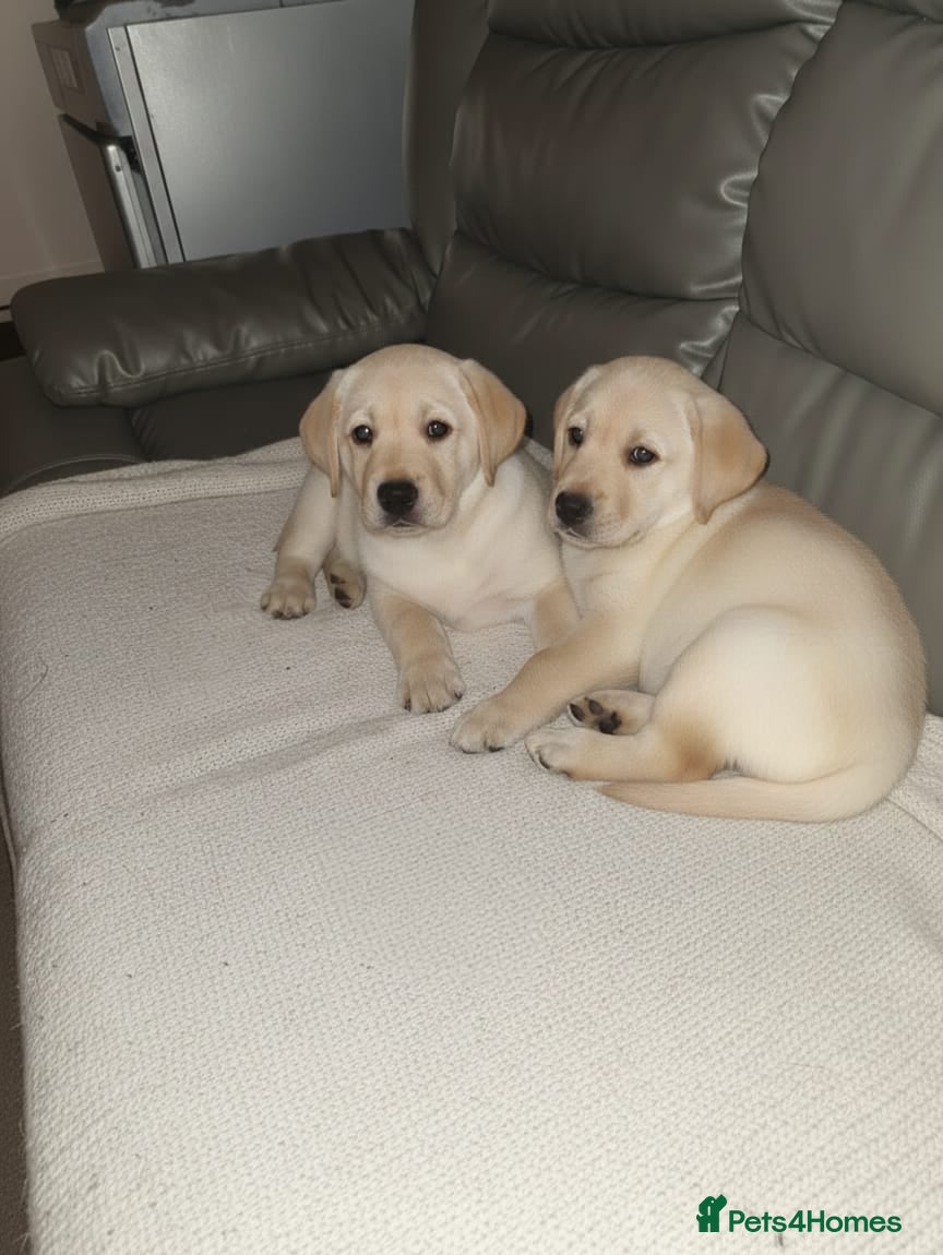 Labrador Retriever dogs Chunky Labrador puppies  - Advert 7