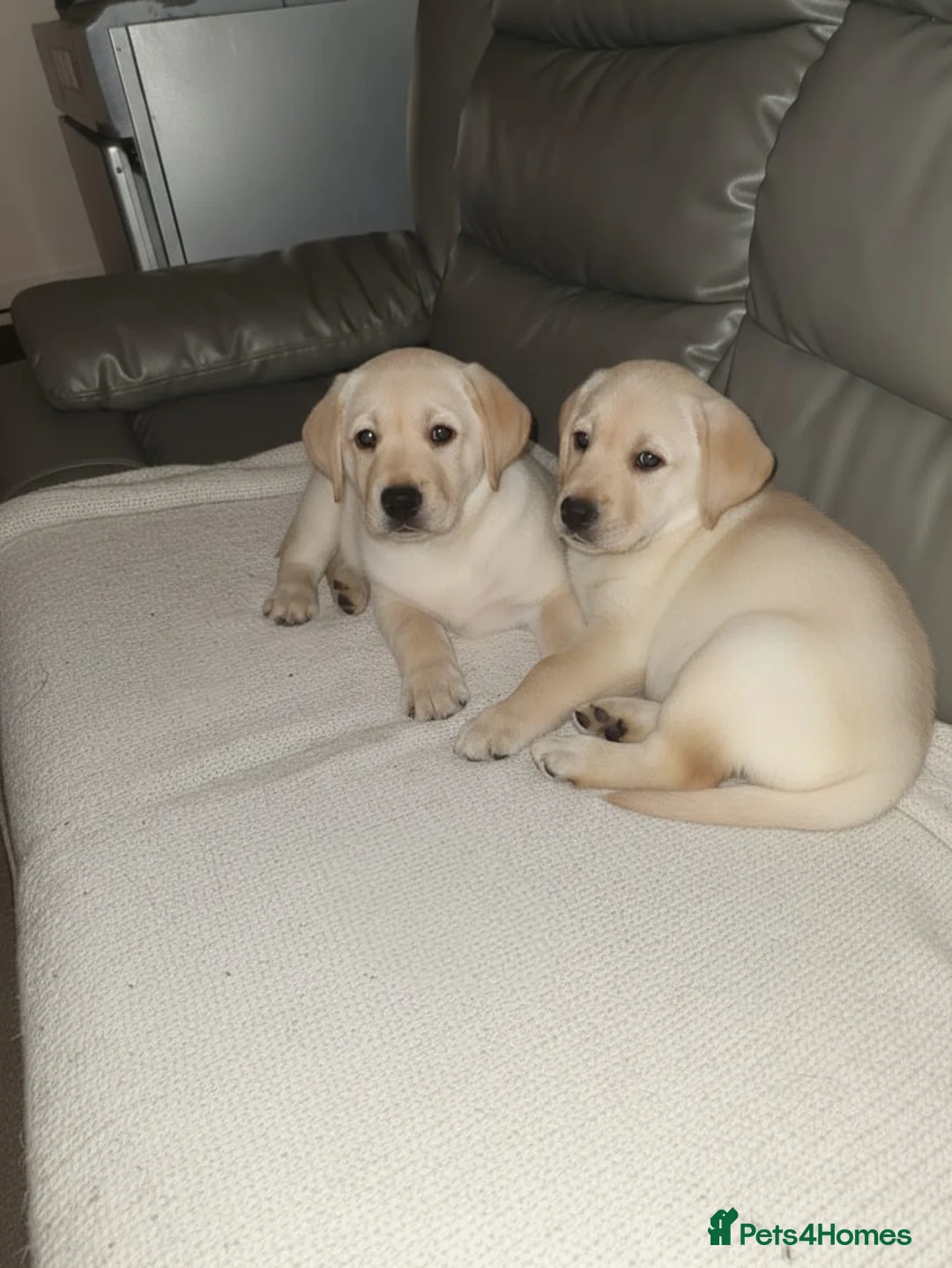 Labrador Retriever dogs for sale: Chunky Labrador puppies  - Advert 1