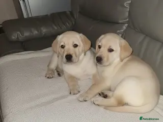 Labrador Retriever dogs Chunky Labrador puppies - Advert 7