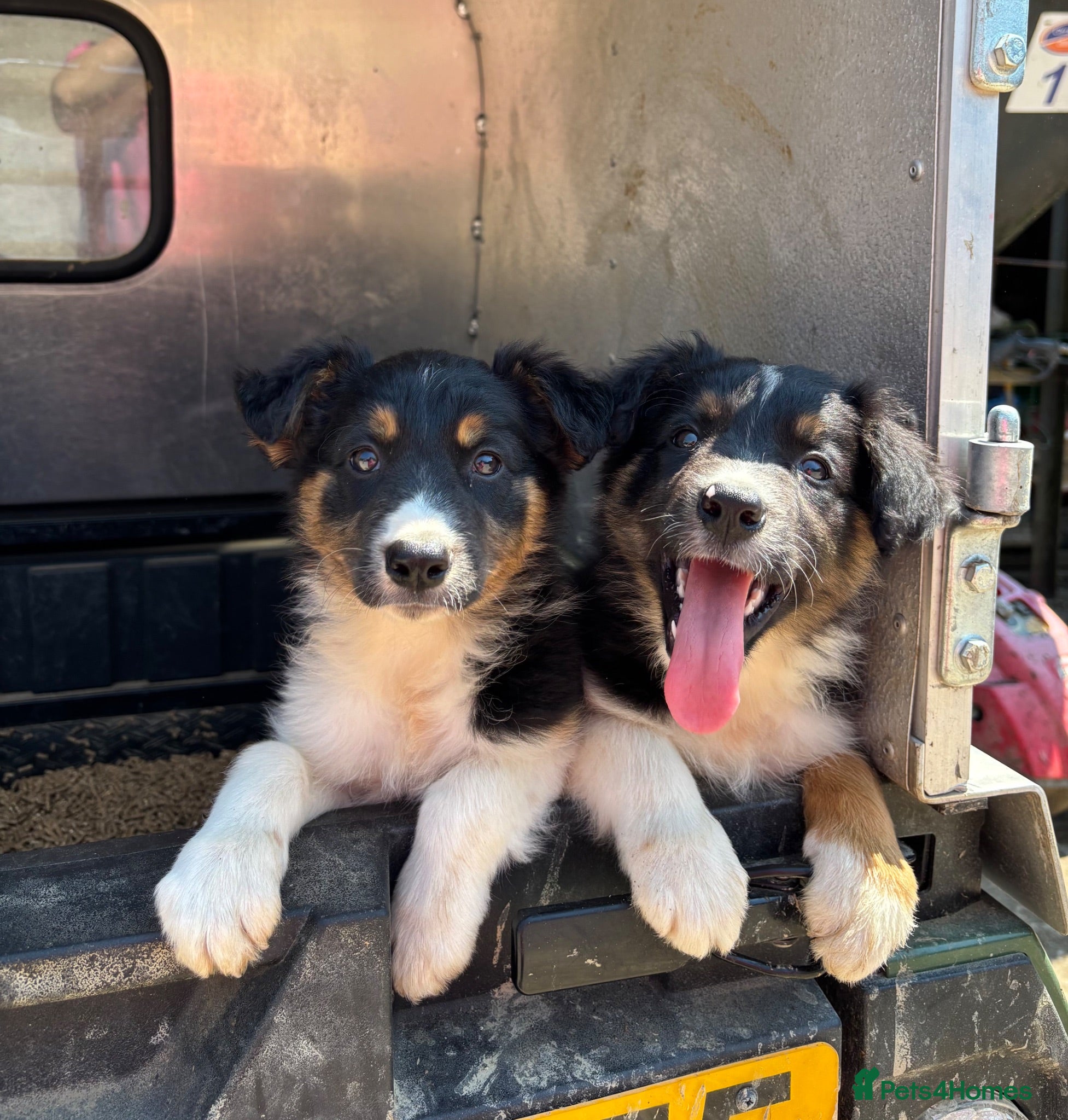 Border Collie dogs Long Coated Tri Border Collie Puppies - Advert 2