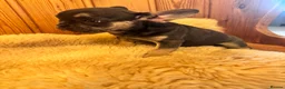 French Bulldog dogs for sale: 1 Female pedigree French bulldog puppy  - Advert 8
