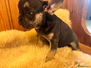 French Bulldog dogs Ready for her forever home ! KC reg puppy - Advert 10
