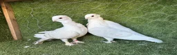 Pigeons birds for sale: Premium Breeding Pigeons Top Quality Pairs Availab - Advert 30