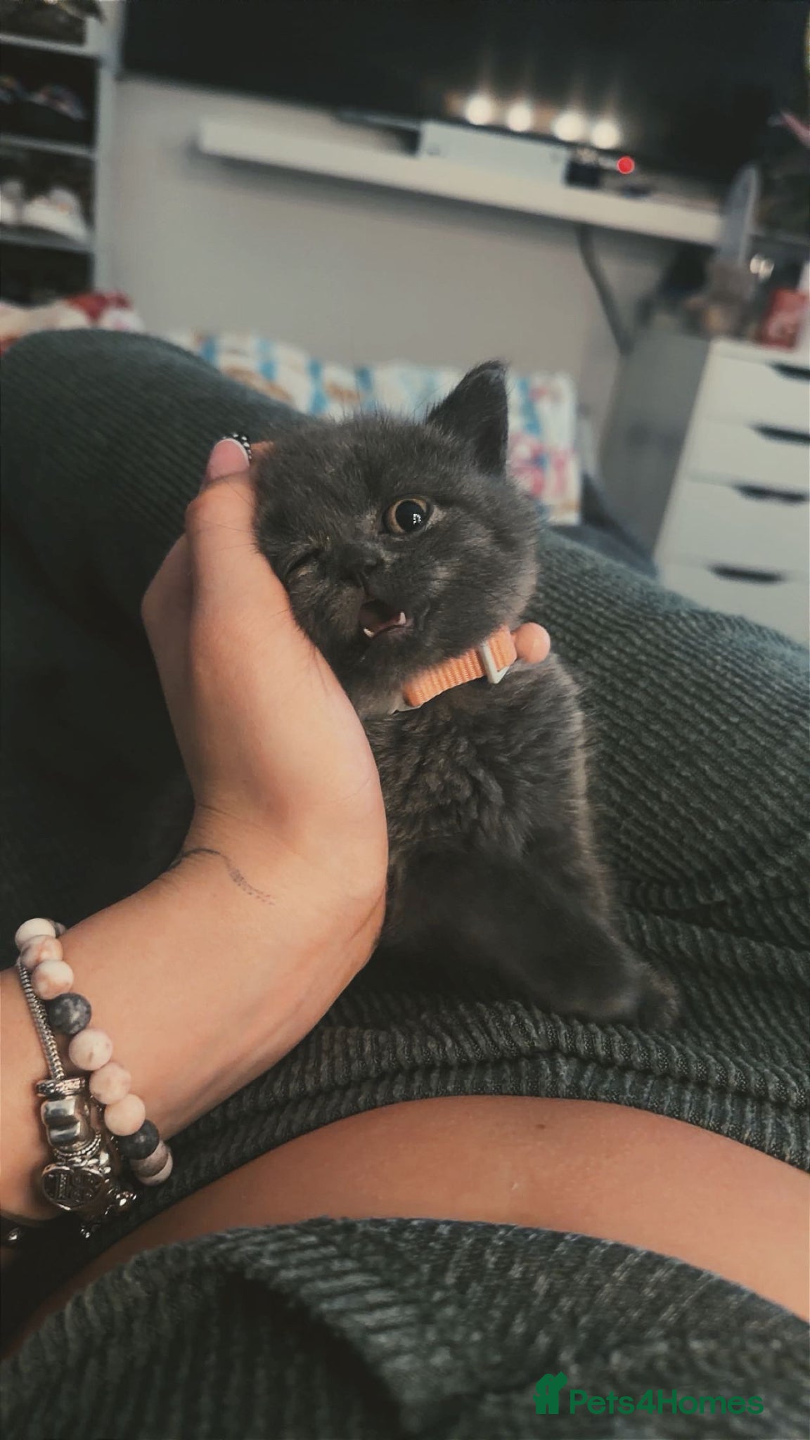 British Shorthair cats for sale: Girl Blue British Short hair🩷 - Advert 3