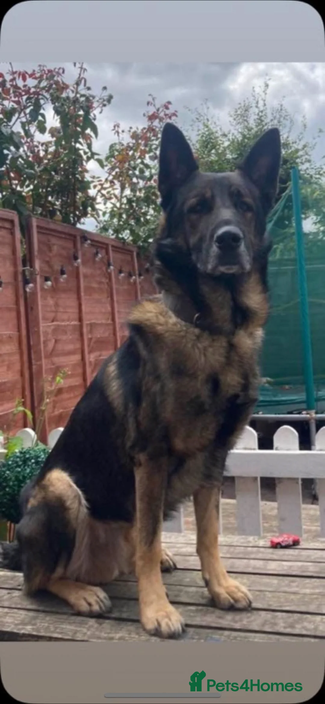 German Shepherd dogs for sale: 11 german shepherd puppies - Advert 7