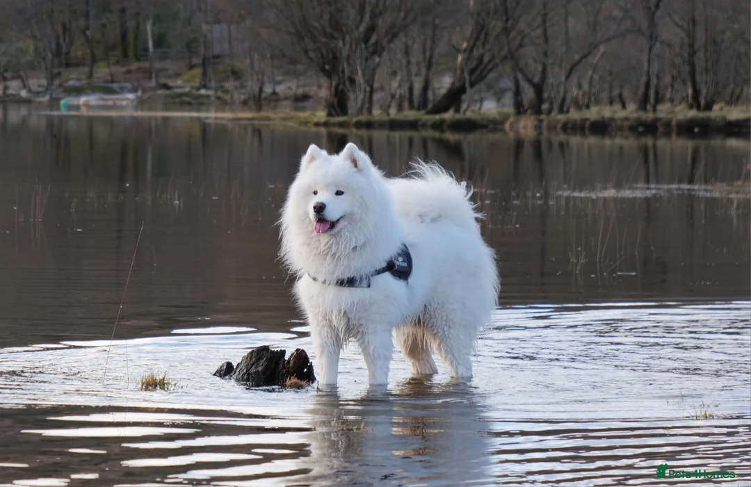 Samoyed dogs for stud: Top Quality KC Proven stud with Champion lineage  - Advert 2
