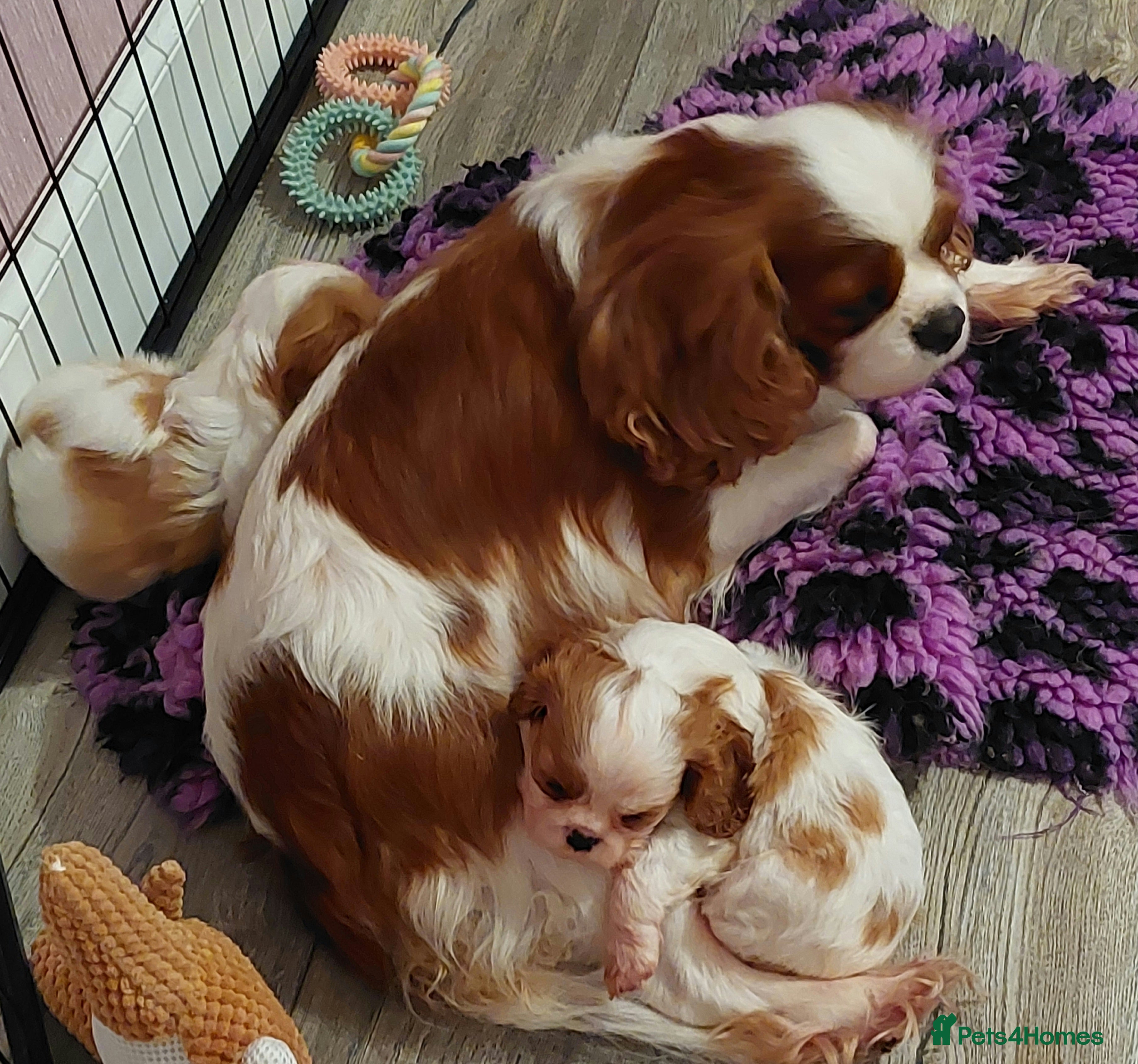 Cavalier King Charles Spaniel dogs KC Reg Cavalier King Charles Spaniel Puppies - Advert 17