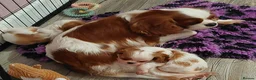 Cavalier King Charles Spaniel dogs for sale: KC Reg Cavalier King Charles Spaniel Puppies - Advert 1