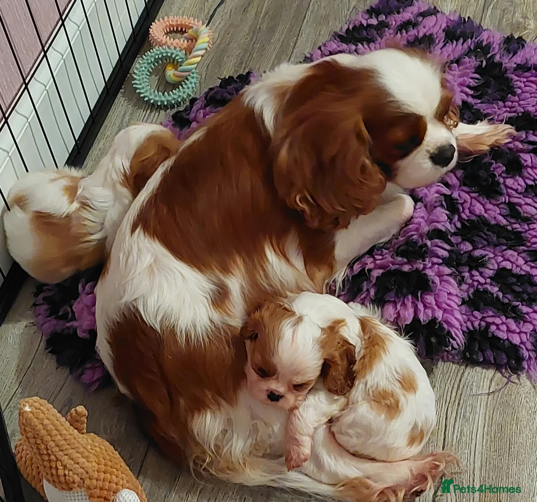 Cavalier King Charles Spaniel dogs for sale: KC Reg Cavalier King Charles Spaniel Puppies - Advert 1