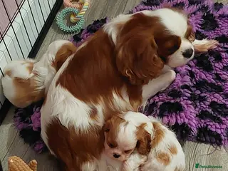 Cavalier King Charles Spaniel dogs KC Reg Cavalier King Charles Spaniel Puppies - Advert 17