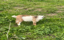 Goats livestock for sale: Castrated male Pygmy goat kids - Image 3