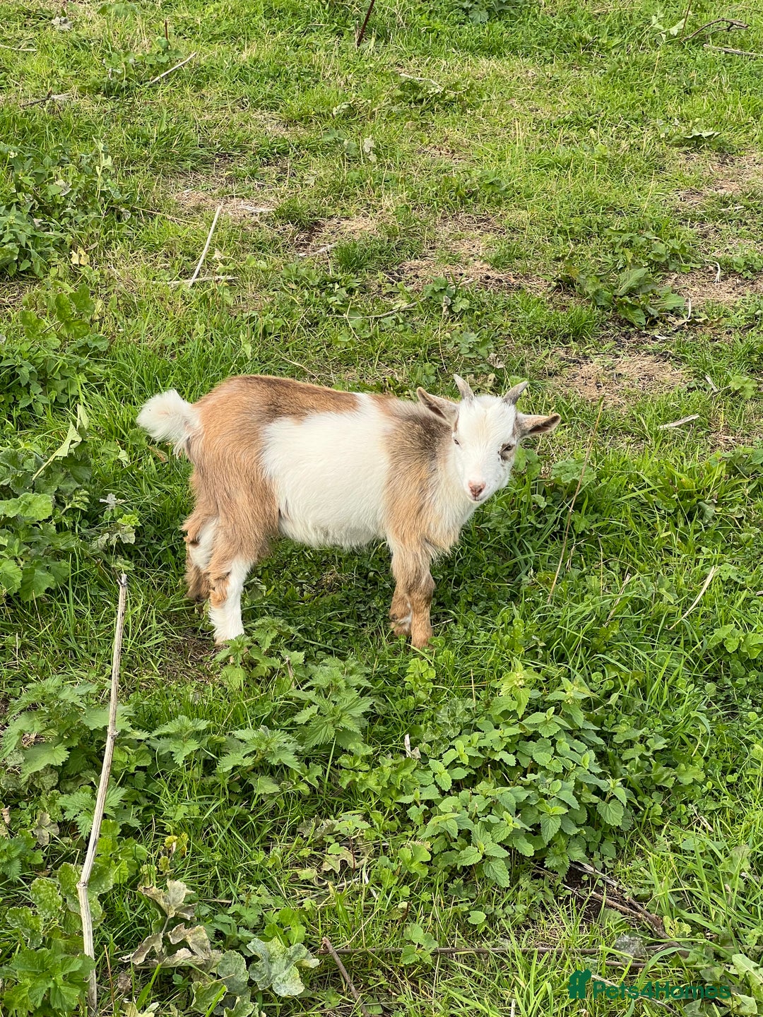 Goats livestock for sale: Castrated male Pygmy goat kids - Image 3
