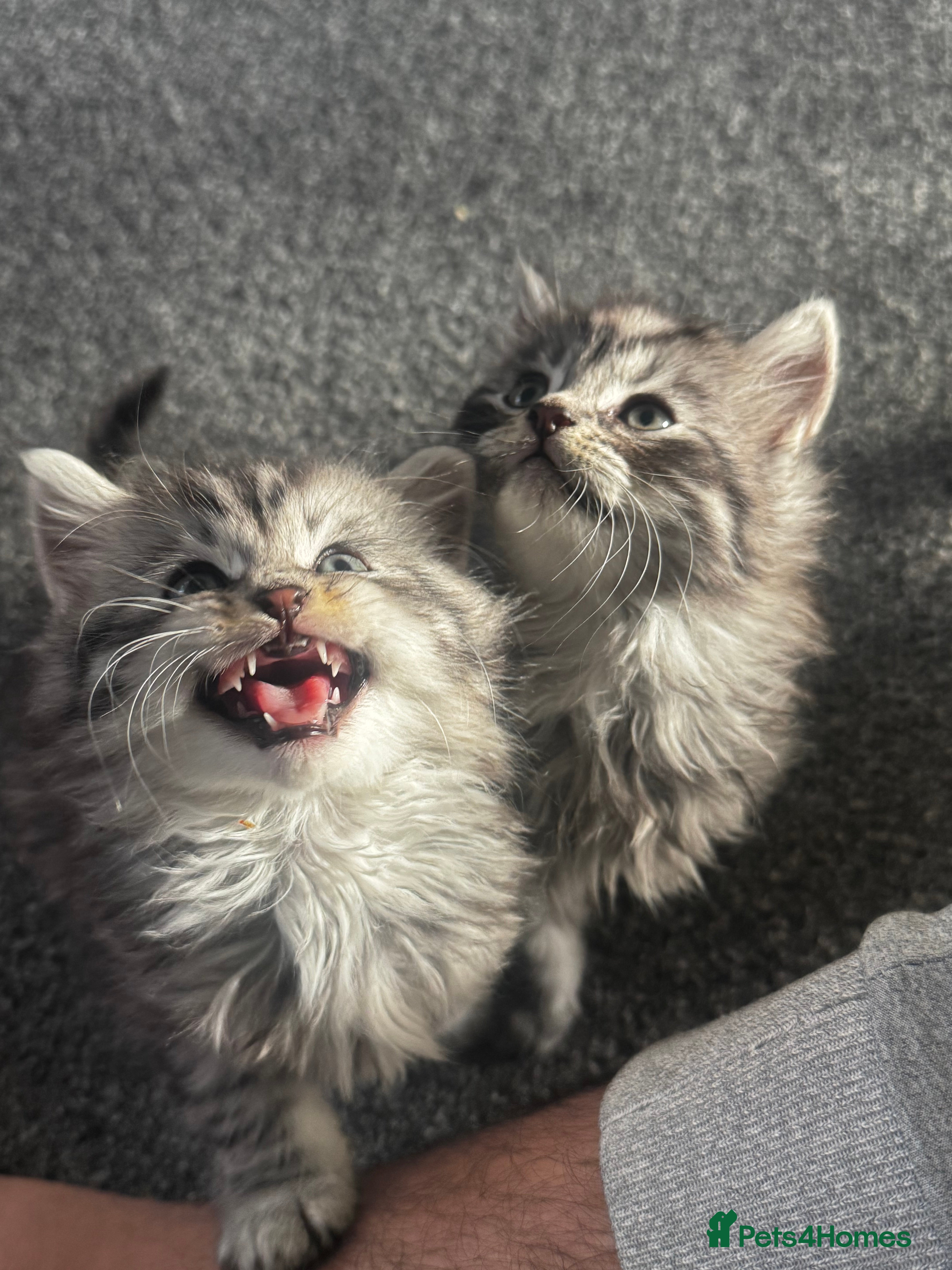 British Longhair cats Kittens - Advert 1