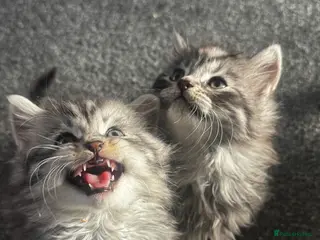 British Longhair cats Kittens - Advert 1