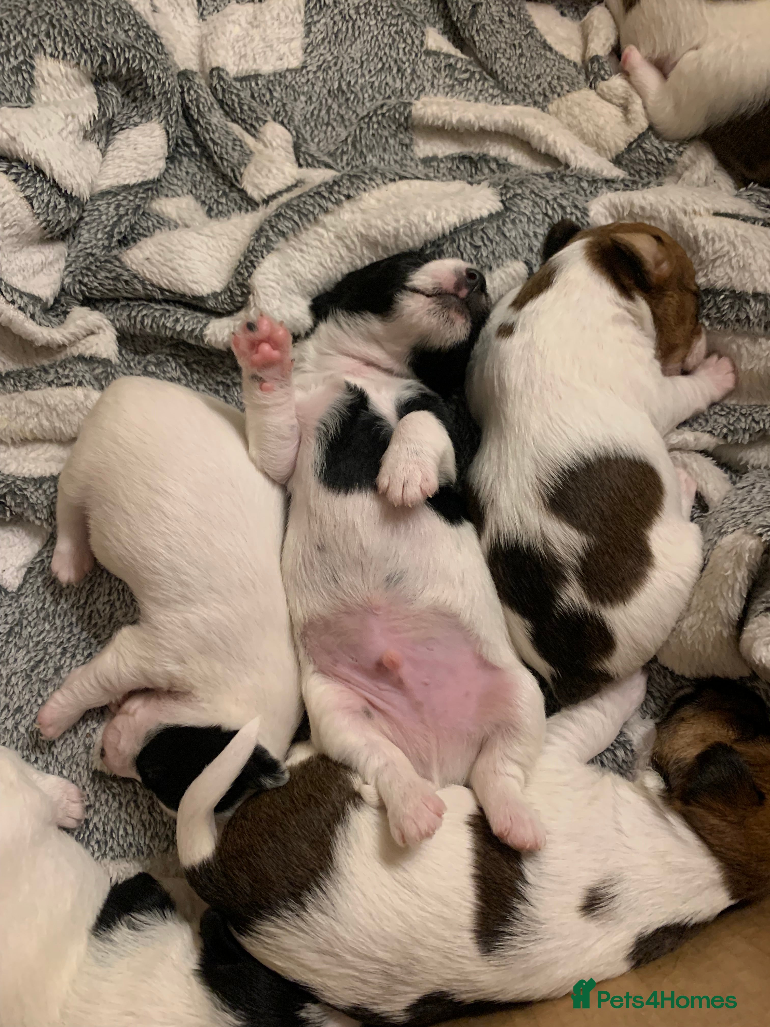 Jack Russell dogs Beautiful puppies - Advert 8