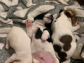 Jack Russell dogs Beautiful puppies - Advert 8