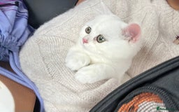 British Shorthair cats for sale: Gorgeous White British Shorthair Girl  - Image 7